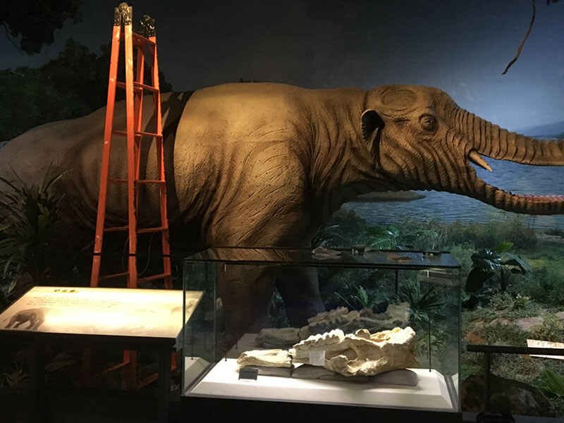 3D reconstruction of the Platybelodon model
