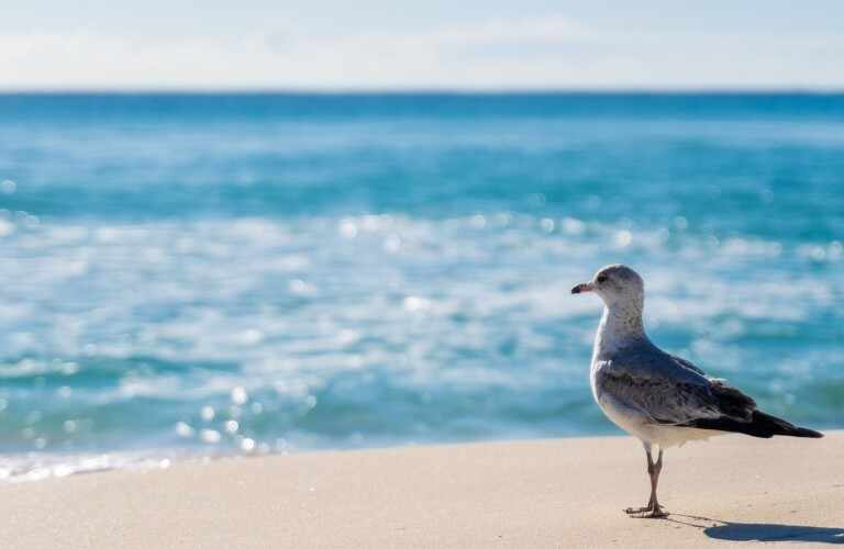Comment un scanner 3D peut-il aider à fabriquer des nageoires prothétiques pour une mouette?